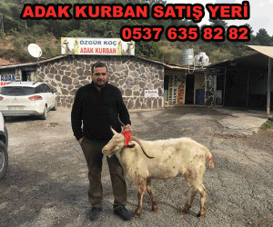 Atatürk Adaklık Koyun
