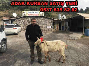 Kordonboyu Adaklık Koç