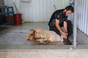 Kadıköy Hasanpaşa Mahallesi Adak