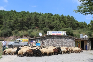 Pendik Yenişehir Mahallesi Adak Kurban Satış Yeri