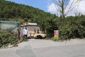 Caddebostan Adak Satış Yerleri