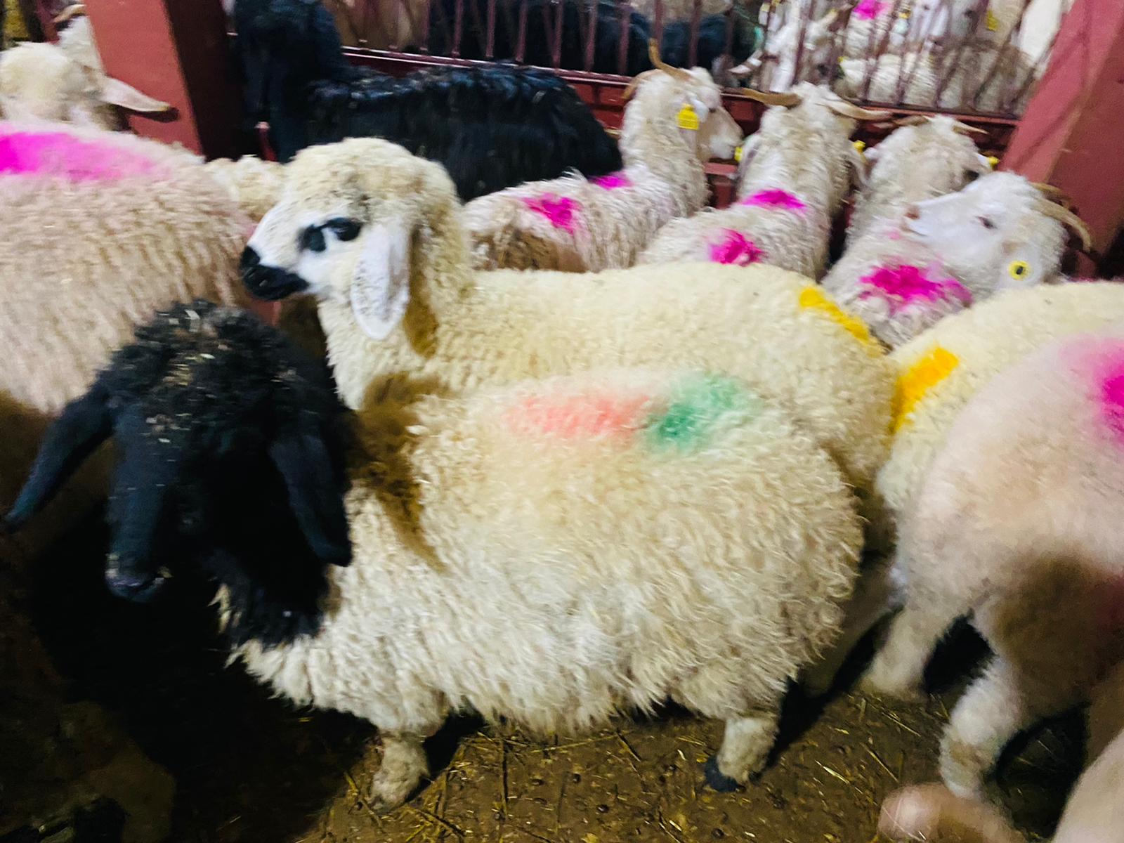 Altunizade Adaklık Satış yeri