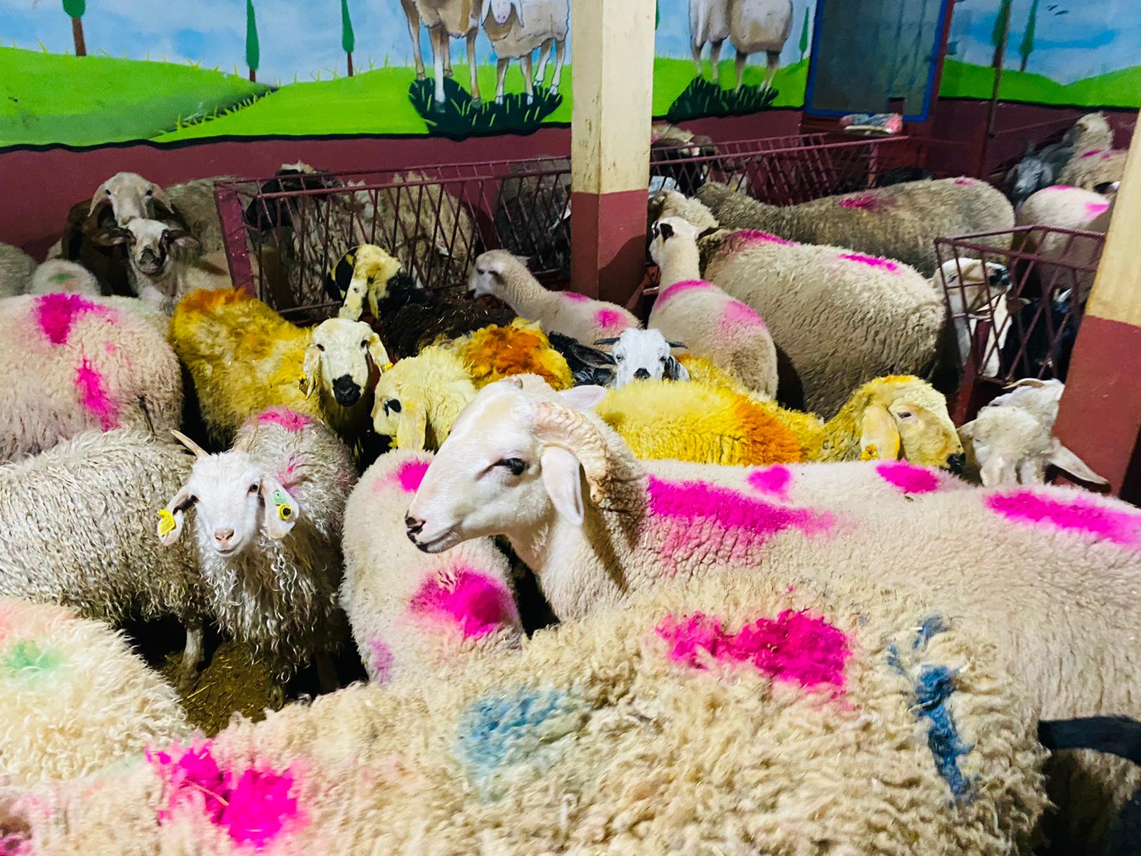 Altunizade Adaklık Satış yeri