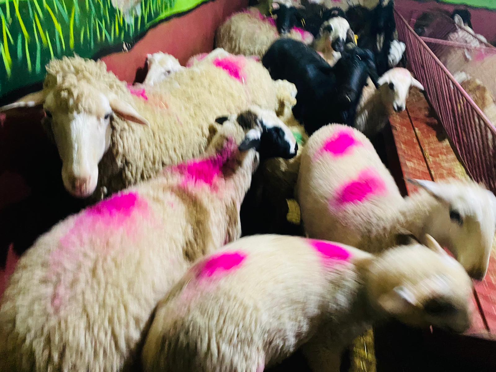 Altunizade Adaklık Satış yeri