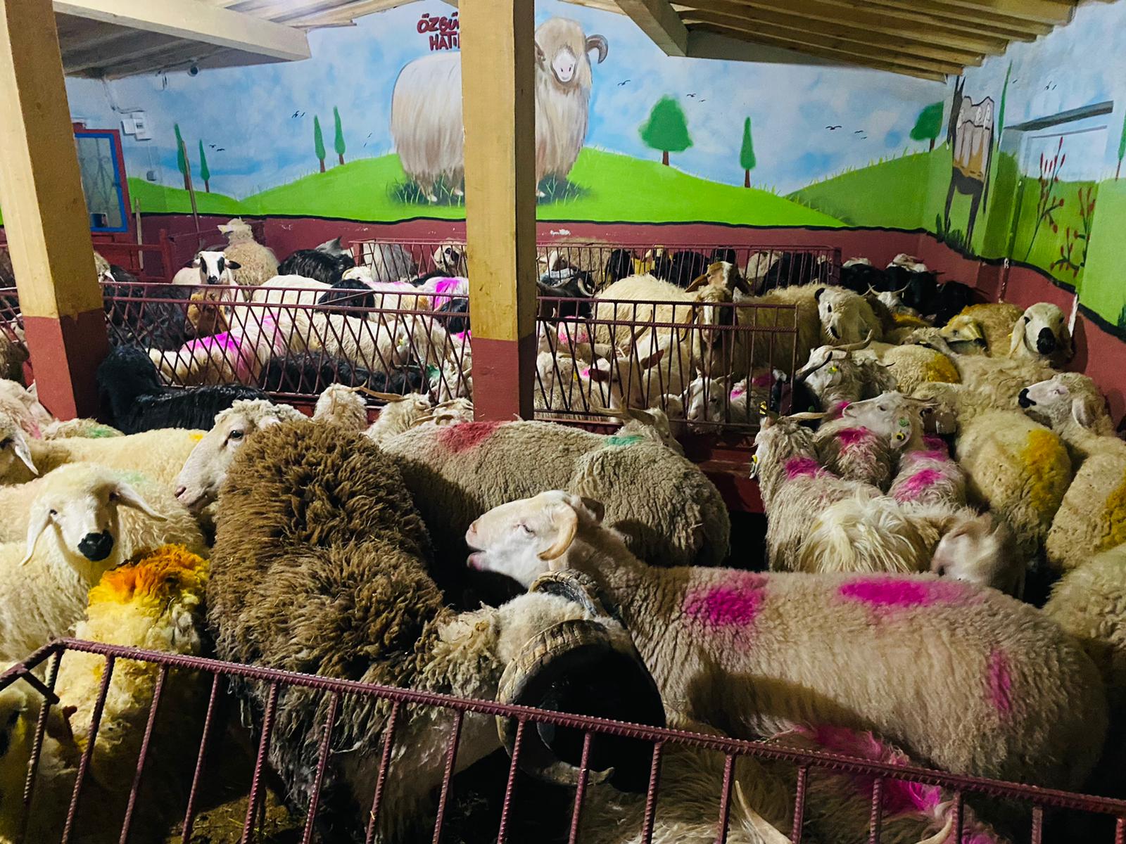 Altunizade Adaklık Satış yeri