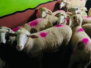 Üsküdar Adaklık Satış yeri