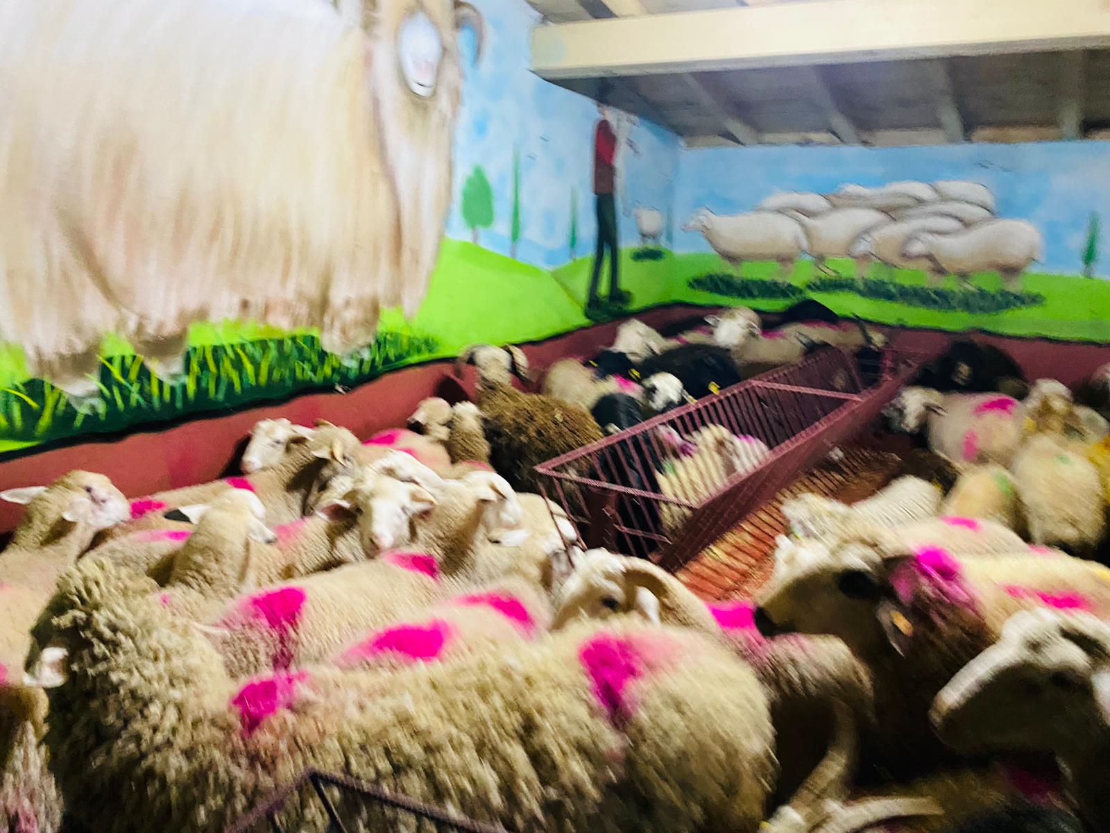 Altunizade Adaklık Satış yeri