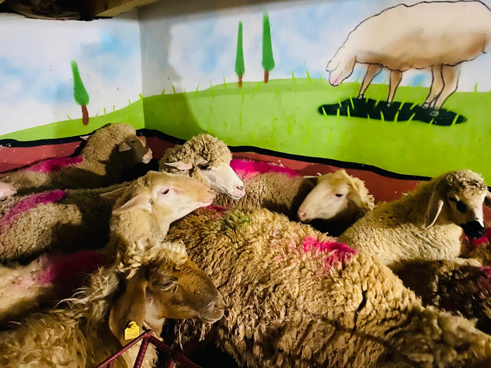 Altunizade Adaklık Satış yeri